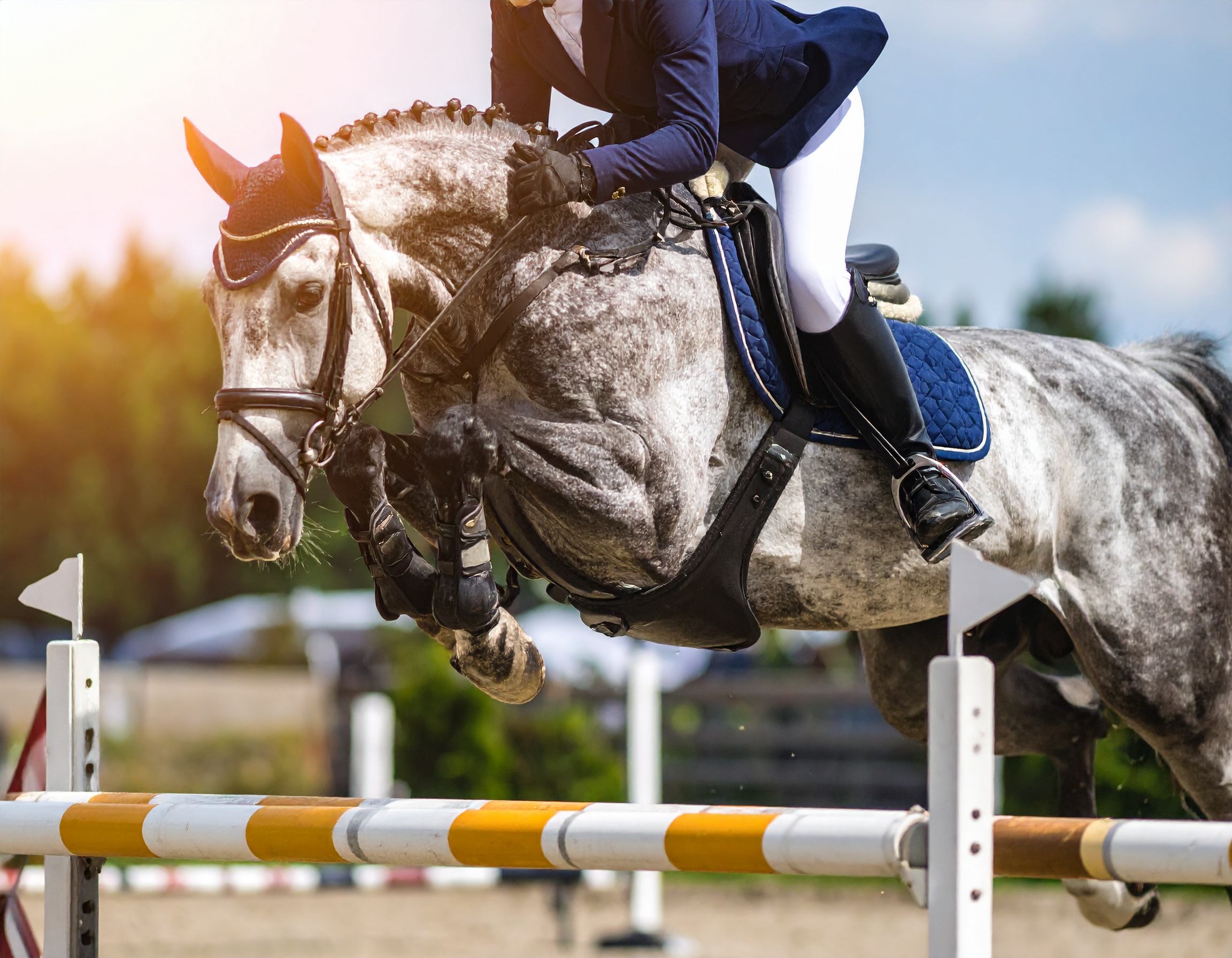 The Top Social Media Trends Transforming the Showjumping and Hunter/Jumper World