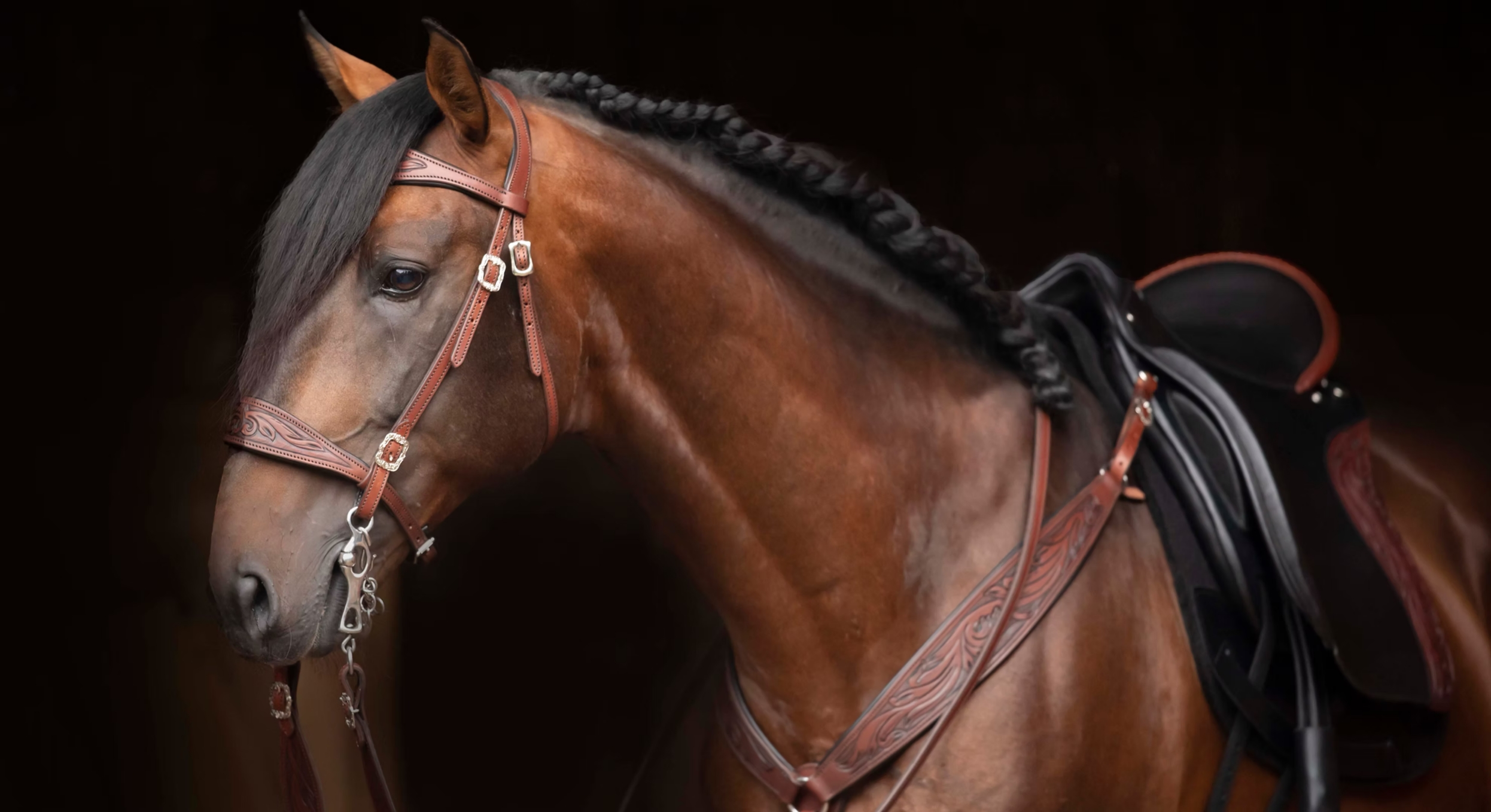 DP Saddlery Appoints NewStyle Digital to Architect Its Next Chapter of Global Growth