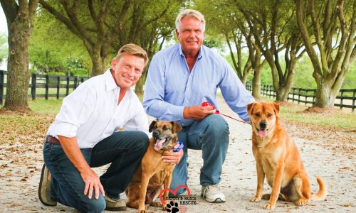 danny and rons rescue animal rescue marketing and advertising